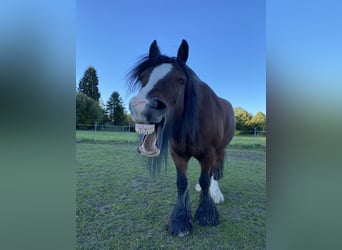 Tinker, Wallach, 15 Jahre, 150 cm, Brauner