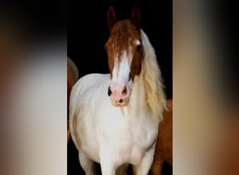 Tinker, Wallach, 15 Jahre, 152 cm