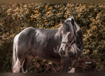 Tinker, Wallach, 15 Jahre, 155 cm