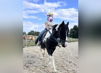 Tinker, Wallach, 15 Jahre, 155 cm, Schecke