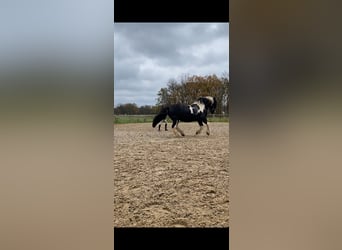 Tinker, Wallach, 15 Jahre, 155 cm, Schecke