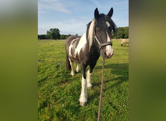 Tinker, Wallach, 15 Jahre, 155 cm, Schecke