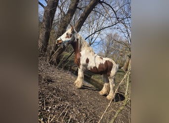 Tinker, Wallach, 15 Jahre, 155 cm, Schecke