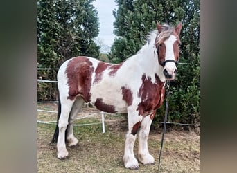 Tinker Mix, Wallach, 15 Jahre, 160 cm, Schecke