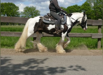 Tinker, Wallach, 16 Jahre, 137 cm, Schecke