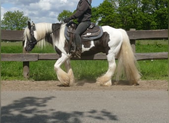 Tinker, Wallach, 16 Jahre, 137 cm, Schecke