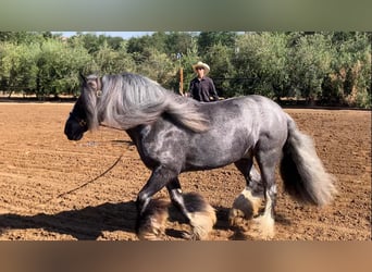 Tinker, Wallach, 16 Jahre, 142 cm, Roan-Blue