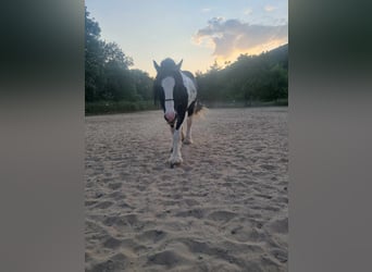 Tinker, Wallach, 16 Jahre, 153 cm, Schecke