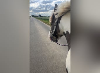 Tinker, Wallach, 17 Jahre, 137 cm, Schecke