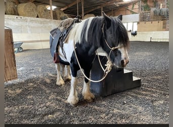 Tinker, Wallach, 17 Jahre, 148 cm, Schecke