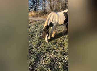 Tinker, Wallach, 17 Jahre, 160 cm