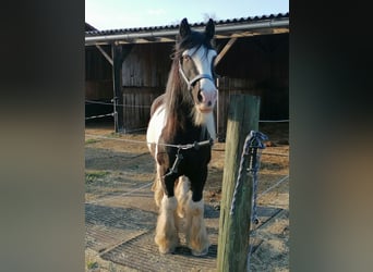 Tinker, Wallach, 18 Jahre, 143 cm, Schecke