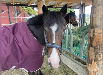 Tinker Mix, Wallach, 19 Jahre, 139 cm, Dunkelbrauner