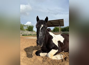 Tinker Mix, Wallach, 19 Jahre, 150 cm, Schecke