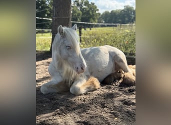 Tinker, Wallach, 2 Jahre, 127 cm, Schecke