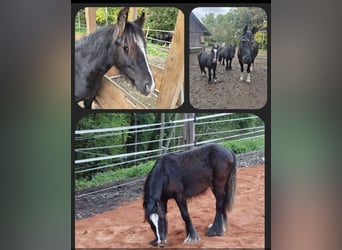 Tinker, Wallach, 2 Jahre, 135 cm, Rappe
