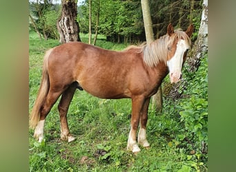 Tinker Mix, Wallach, 2 Jahre, 150 cm, Fuchs