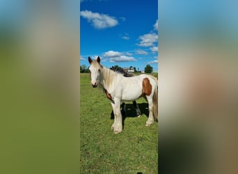 Tinker, Wallach, 2 Jahre, 150 cm, Schecke