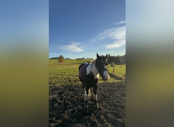 Tinker Mix, Wallach, 2 Jahre, 150 cm, Schecke