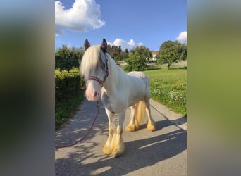 Tinker, Wallach, 3 Jahre, 122 cm, Schimmel