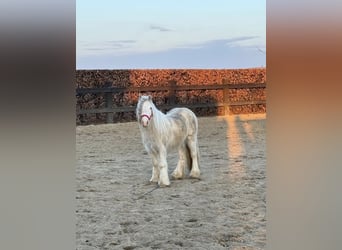 Tinker, Wallach, 3 Jahre, 125 cm