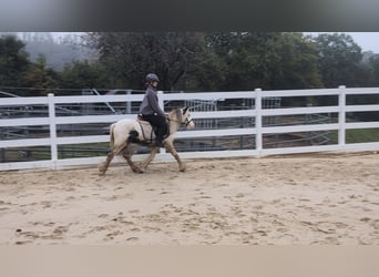 Tinker, Wallach, 3 Jahre, 125 cm, Schecke