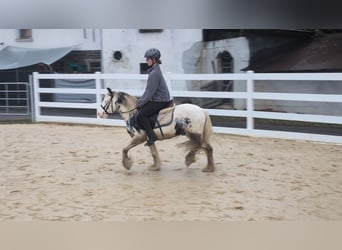 Tinker, Wallach, 3 Jahre, 125 cm, Schecke