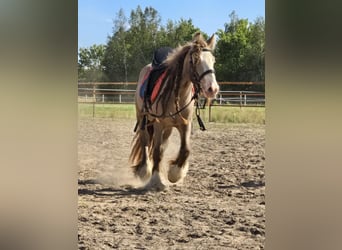 Tinker, Wallach, 3 Jahre, 130 cm, Pearl