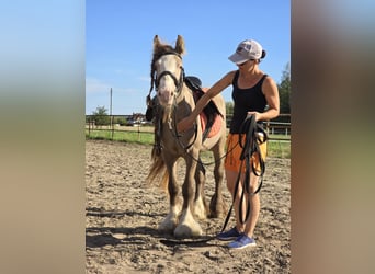 Tinker, Wallach, 3 Jahre, 130 cm, Pearl