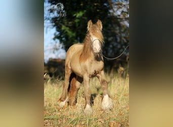 Tinker, Wallach, 3 Jahre, 130 cm, Pearl