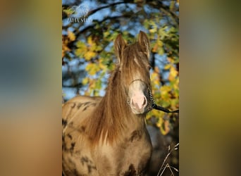 Tinker, Wallach, 3 Jahre, 130 cm, Pearl