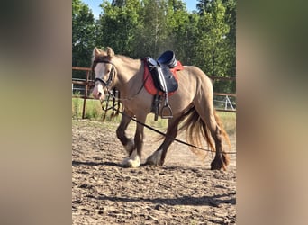 Tinker, Wallach, 3 Jahre, 130 cm, Pearl