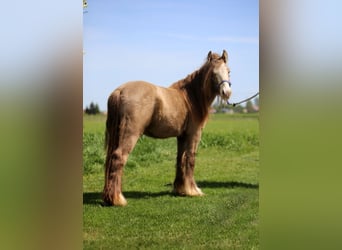 Tinker, Wallach, 3 Jahre, 130 cm, Pearl