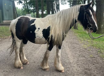 Tinker, Wallach, 3 Jahre, 130 cm, Schecke