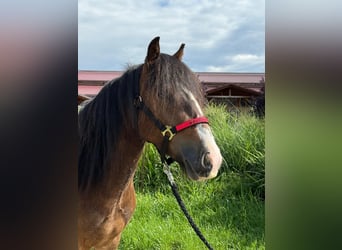 Tinker, Wallach, 3 Jahre, 130 cm, Tobiano-alle-Farben