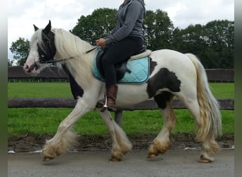 Tinker, Wallach, 3 Jahre, 134 cm, Schecke
