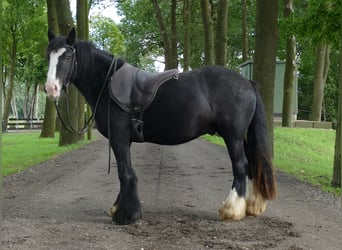 Tinker, Wallach, 3 Jahre, 135 cm, Rappe