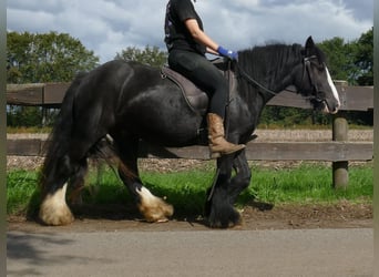Tinker, Wallach, 3 Jahre, 135 cm, Rappe