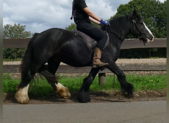 Tinker, Wallach, 3 Jahre, 135 cm, Rappe