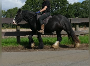 Tinker, Wallach, 3 Jahre, 135 cm, Rappe