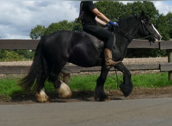 Tinker, Wallach, 3 Jahre, 135 cm, Rappe