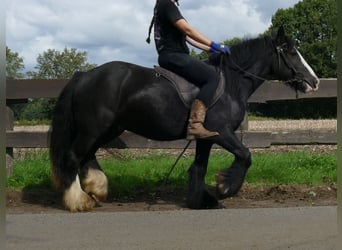 Tinker, Wallach, 3 Jahre, 135 cm, Rappe