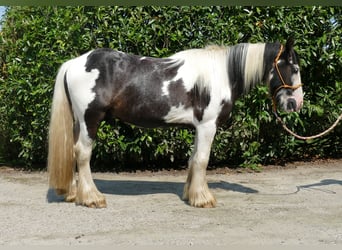 Tinker, Wallach, 3 Jahre, 135 cm, Schecke