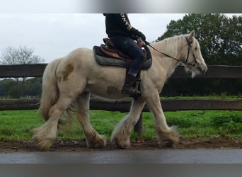 Tinker, Wallach, 3 Jahre, 137 cm, Palomino