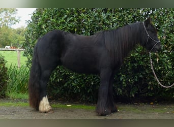 Tinker, Wallach, 3 Jahre, 137 cm, Rappe
