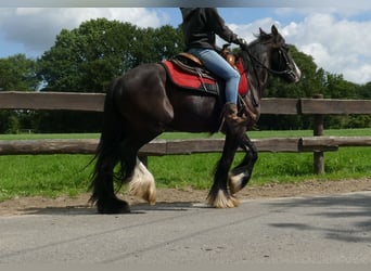 Tinker, Wallach, 3 Jahre, 138 cm, Rappe