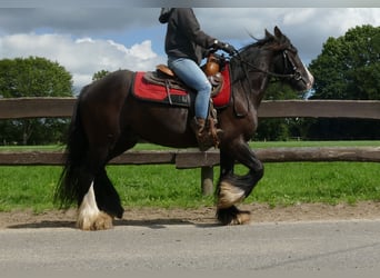 Tinker, Wallach, 3 Jahre, 138 cm, Rappe