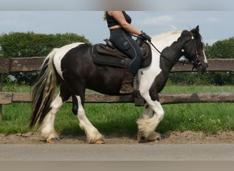 Tinker, Wallach, 3 Jahre, 138 cm, Schecke