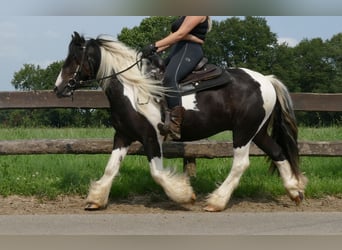 Tinker, Wallach, 3 Jahre, 138 cm, Schecke