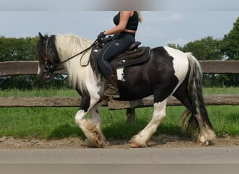 Tinker, Wallach, 3 Jahre, 138 cm, Schecke